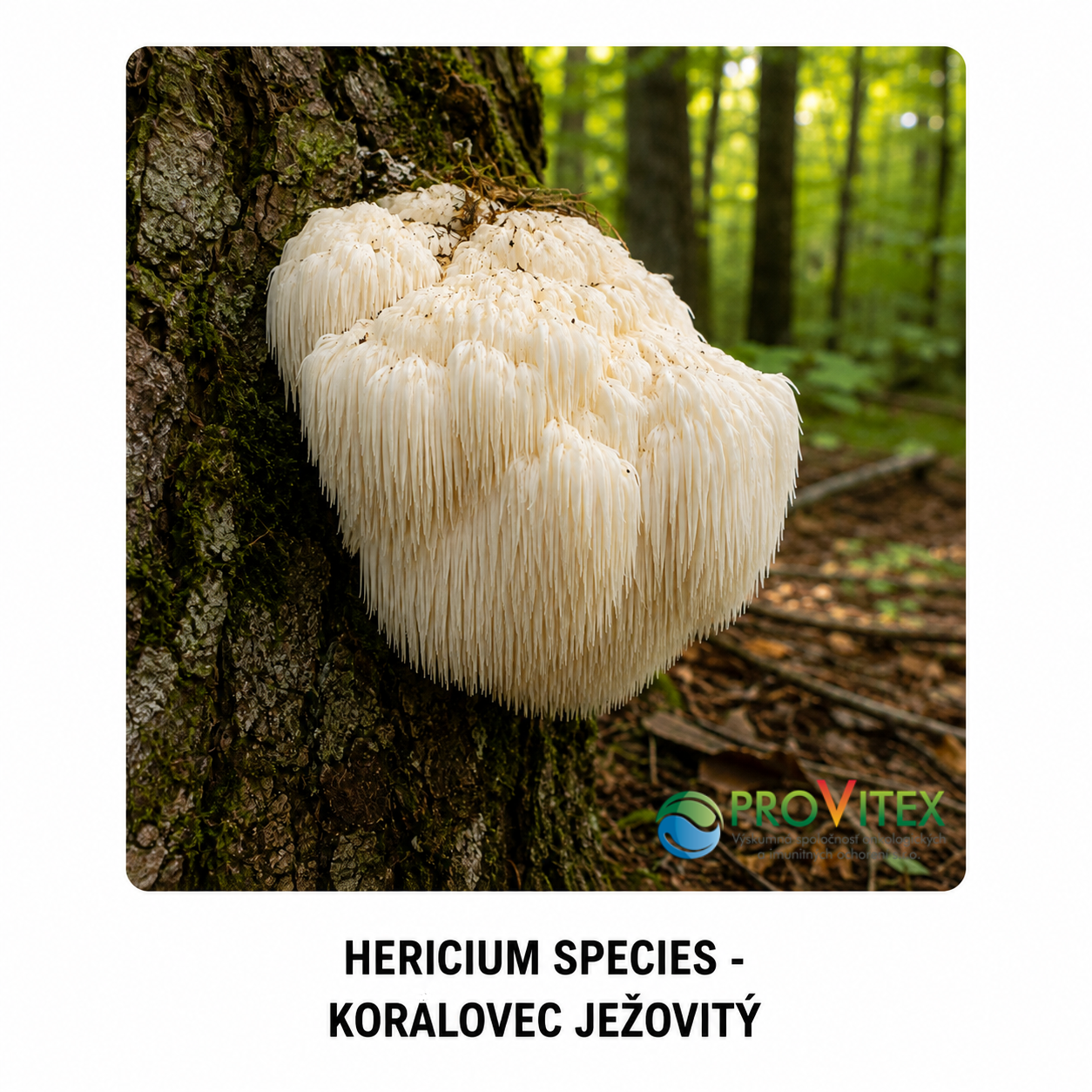 1KVAPLOVY HRÍB NOVY OBR._1
